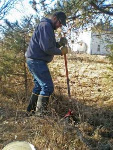Save Money in 2009: Transplant Free Trees Image